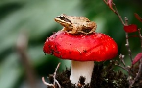 Frog Sitting on a Red Mushroom