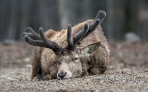 Sleepy Deer wallpaper