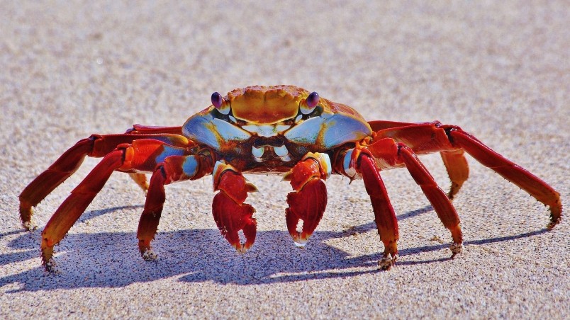 Red Crab wallpaper