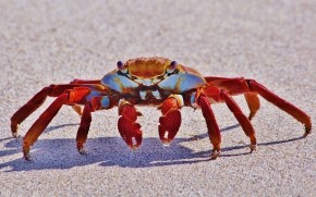 Red Crab wallpaper
