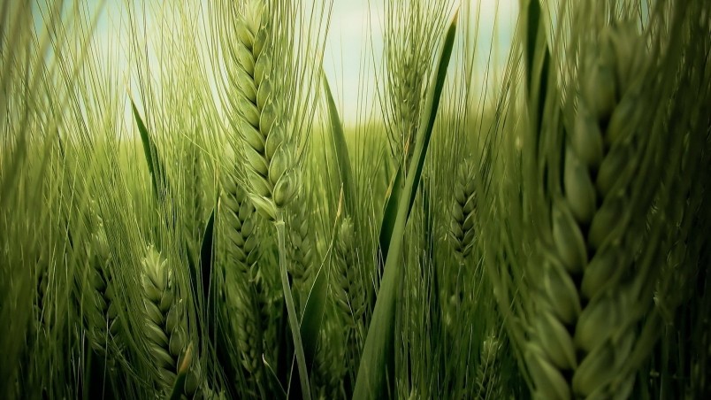 Green Wheat Field wallpaper