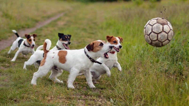 Dogs Playing Football wallpaper