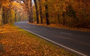 Road through Autumn Woods wallpaper