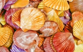 Shells Texture