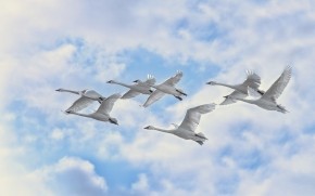 White Swans Flying wallpaper