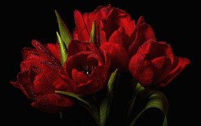 Red Tulips Bouquet  wallpaper