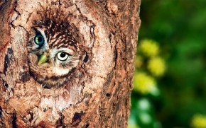 Owl in Tree Hollow  wallpaper