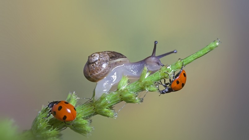 Snail and Ladybugs wallpaper