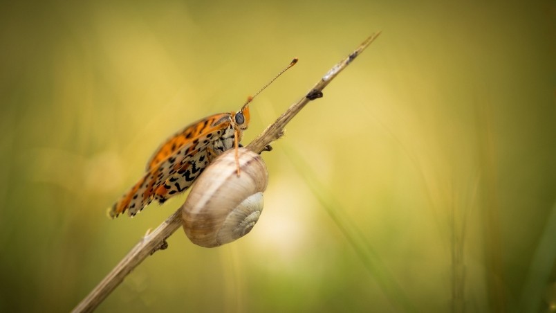 Snail and Butterfly wallpaper