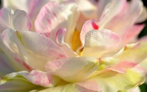 Magnolia Petals