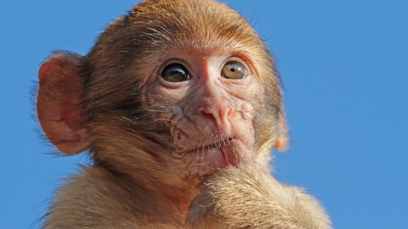 Macaque Monkey wallpaper