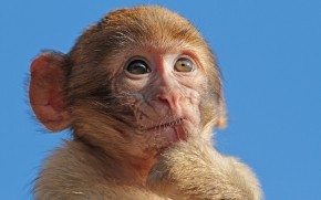 Macaque Monkey wallpaper