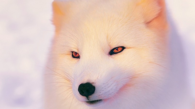 Arctic Fox  wallpaper