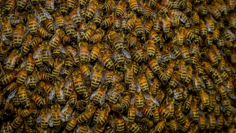 Swarm of Bees wallpaper