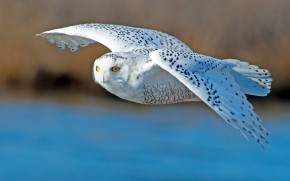White Owl Flying wallpaper