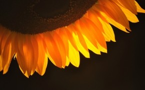 Sunflower Petals wallpaper