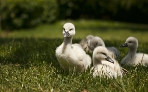 Sweet Baby Swans wallpaper