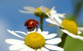 Ladybug on a Chamomile Flower