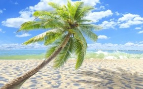 Sunny Tropical Beach  wallpaper