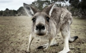 Kangaroo Close Up wallpaper