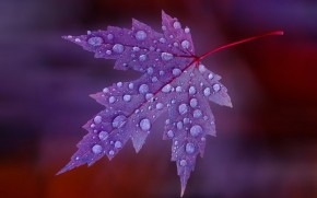 Water Drops on Purple Leaf 