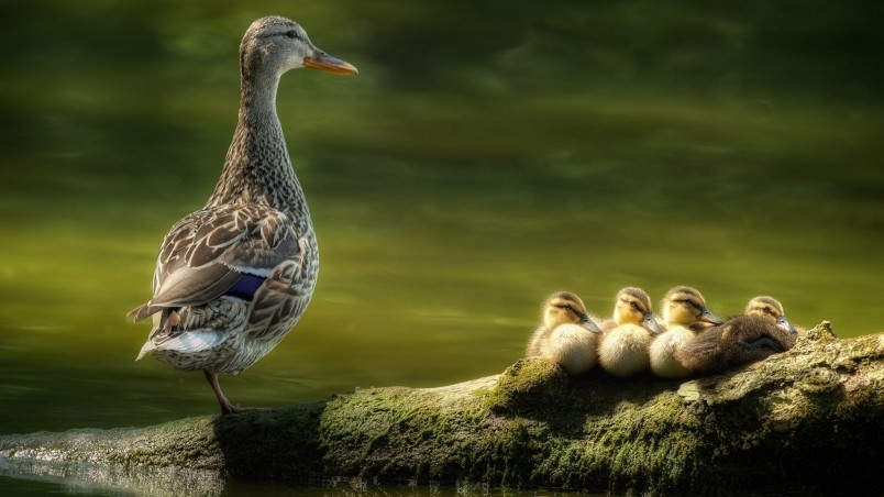 Duck Family wallpaper