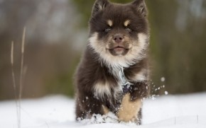 Finnish Lapphund Puppy