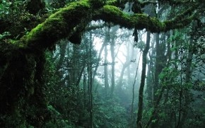 Amazing Jungle