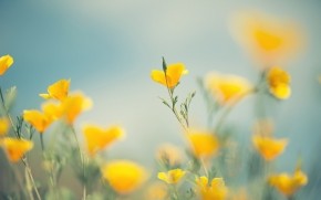Little Yellow Flowers wallpaper