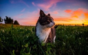 Gorgeous Little Cat and Sunset