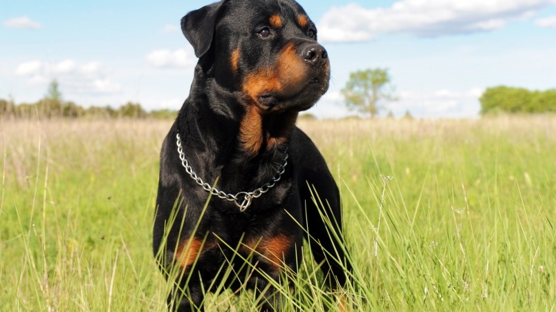 Rottweiler Dog wallpaper