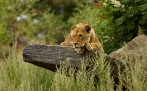 Cute Lion Relaxing wallpaper