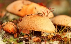 Wilde Mushrooms