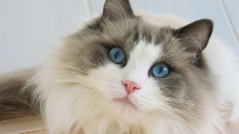 Blue Eyes Ragdoll Cat wallpaper