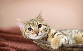 Relaxing American Bobtail Cat wallpaper
