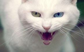 Angry Turkish Angora Cat wallpaper