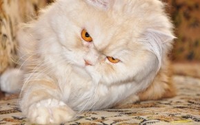 Persian Cat with Red Eyes