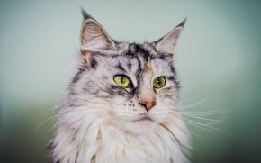 Silver Maine Coon Cat with Green Eyes wallpaper