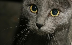 Russian Blue Cat Close Up
