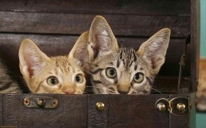 Tiny Savannah Cats