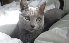 Russian Blue Cat in Bed