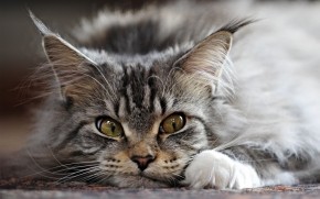 Adorable Maine Coon Cat