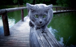 Russian Blue Cat Walking on Wood