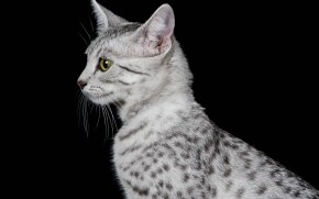 Egyptian Mau Cat Profile Look