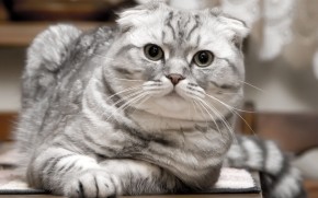 Beautiful Silver Scottish Fold Cat