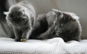Beautiful Pair of Nebelung Cats