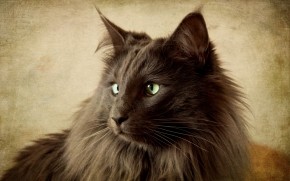 Portrait of Black Nebelung Cat wallpaper
