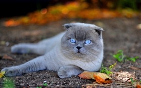 Scottish Fold Cat in Nature