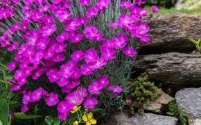 Gorgeous Spring Purple Flowers