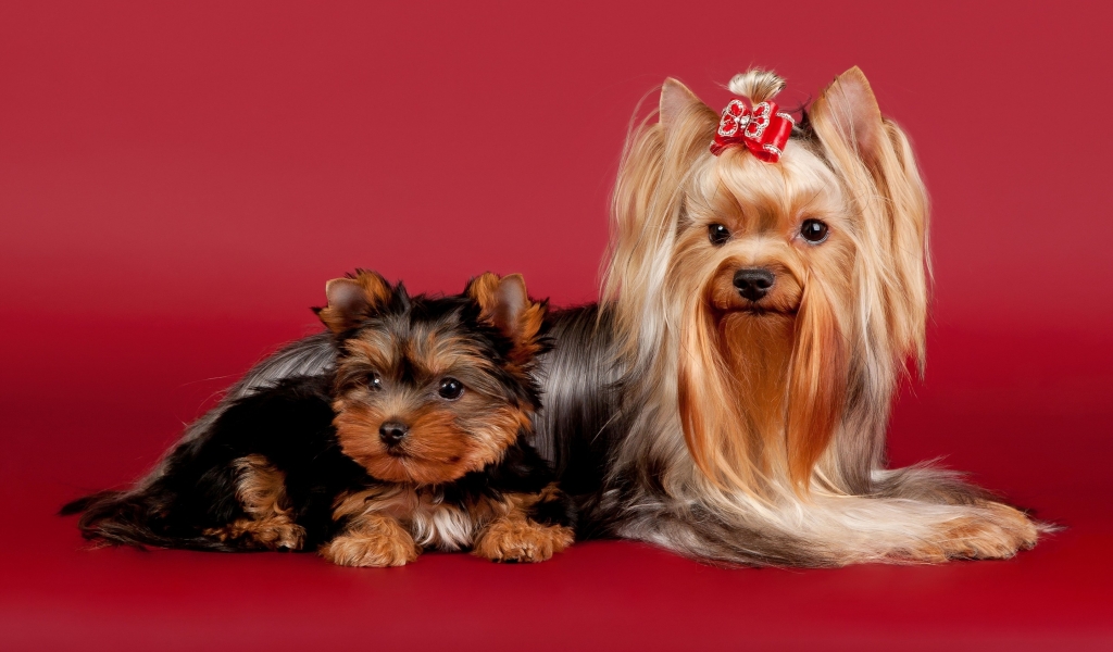 2 Cute Dogs for 1024 x 600 widescreen resolution